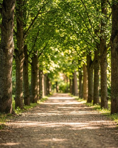 Forest Path